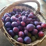 Domaine Oustau Cassou Chez Yanou Et Yanetto Vakantiehuis Sevignacq